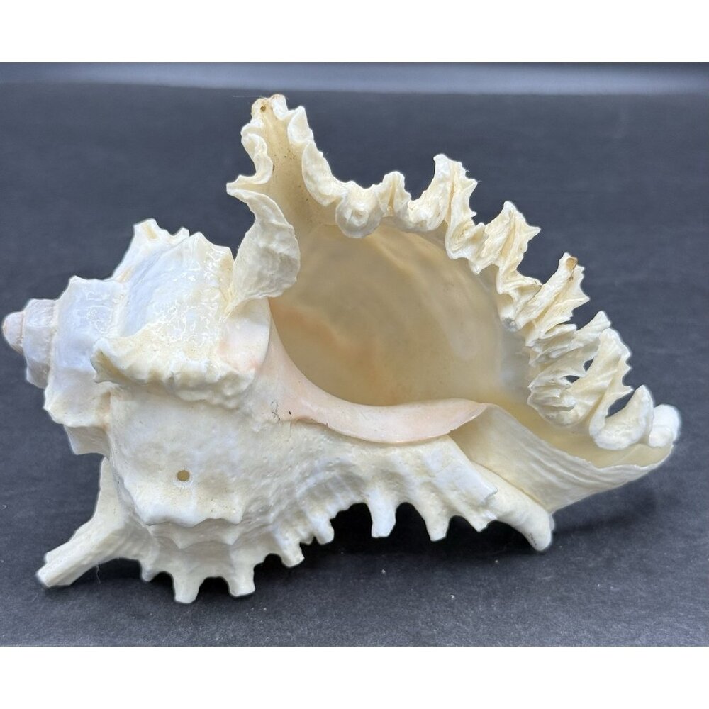 Murex Chicoreus Ramosus Seashell Ocean Nautical Decor 5.5"x 4"